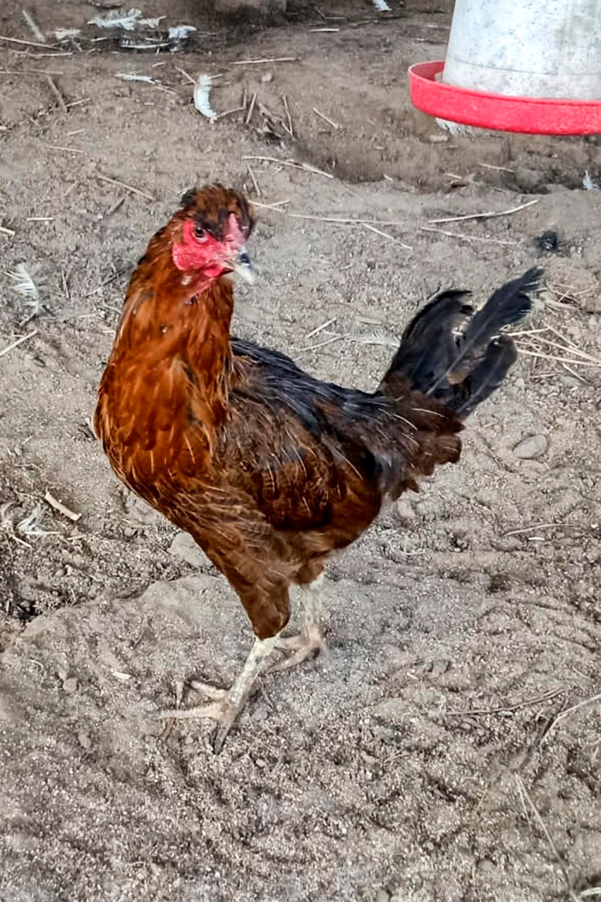 WhatsApp Image 2025-04-03 at 7.35.05 PM (1) copia.jpg